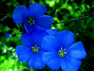 blue_flower.JPG